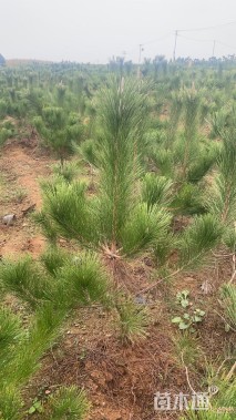 高度40厘米黑松