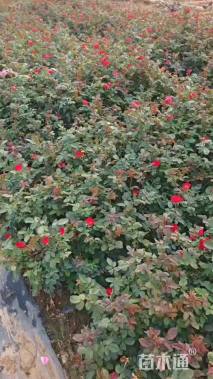 高度35厘米红帽月季