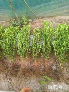 高度30厘米瓜子黄杨