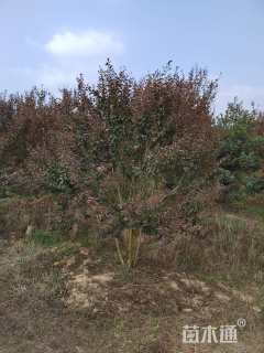 高度250厘米丛生紫薇