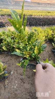 高度20厘米彩霞变叶木