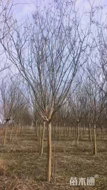 10公分高杆紫薇