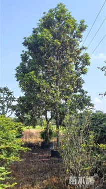 14公分黄金熊猫