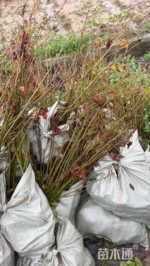 高度100厘米枫香小苗