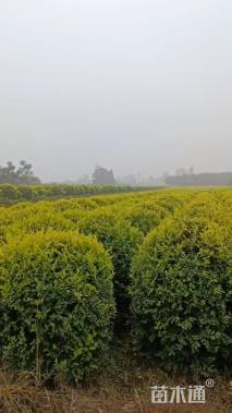 冠幅250厘米金叶榆球