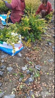 高度25厘米金森女贞