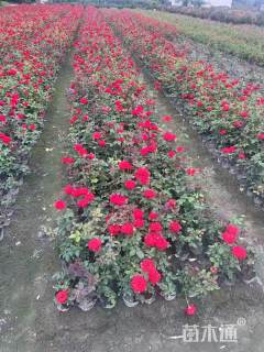 高度35厘米大花月季