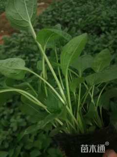 高度10厘米松果菊