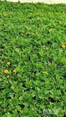 高度5厘米孔雀草