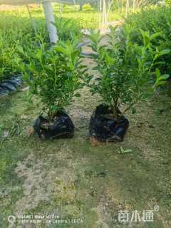 高度15厘米六月雪