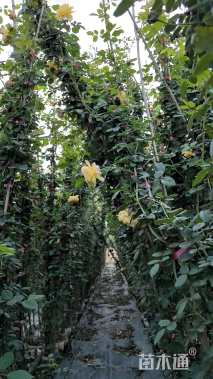 150厘米藤本月季