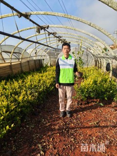 高度30厘米金森女贞