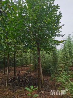 12公分白玉兰