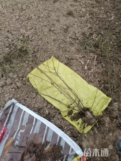 高度50厘米四季玫瑰