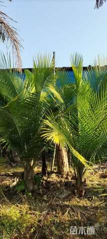 裸干高20厘米国王椰子