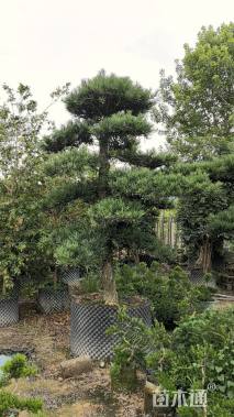 容器苗造型罗汉松