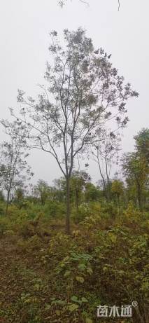 15公分栾树