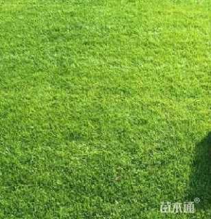 混播黑麦草
