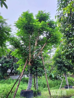 30公分凤凰木