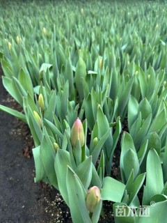 高度12厘米郁金香