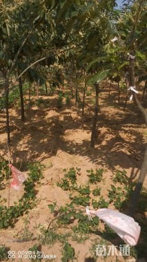 高度150厘米板栗