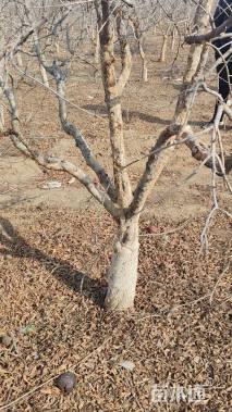 高度3000厘米石榴