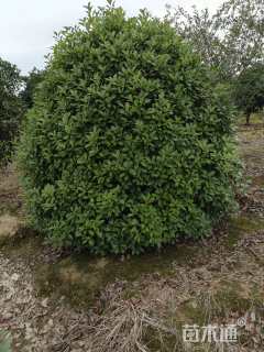 高度350厘米丛生红叶石楠