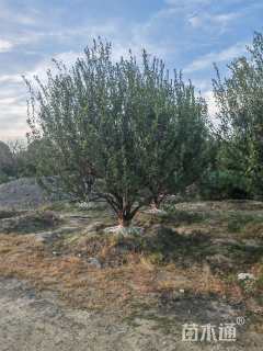 高度25厘米阔叶麦冬