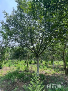 20公分朴树