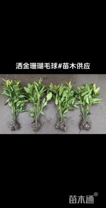 高度42厘米桃叶珊瑚