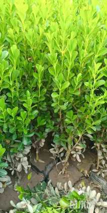 高度30厘米小叶黄杨