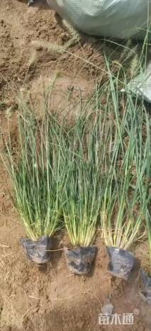 高度50厘米小兔子狼尾草