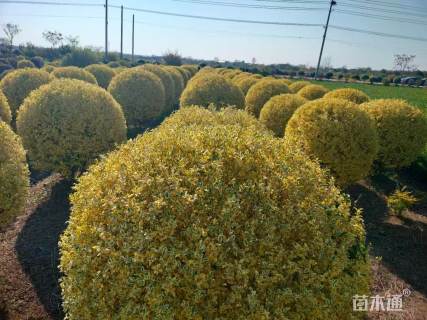 高度100厘米金姬小蜡球