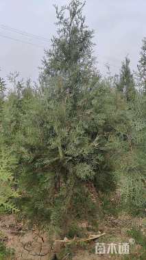 高度200厘米侧柏