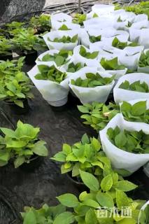 高度25厘米无尽夏绣球