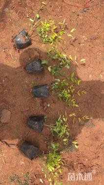 高度30厘米金叶大花六道木