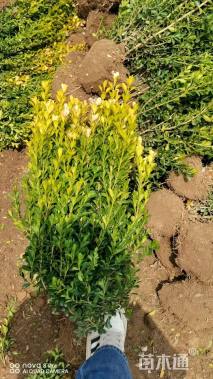 冠幅50厘米小叶黄杨球