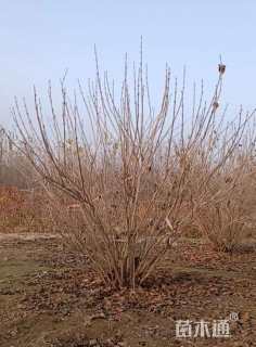 高度150厘米丛生紫丁香