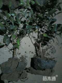 高度60厘米茶梅