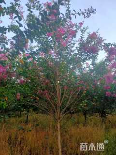 高度350厘米红花紫薇