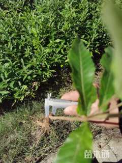 高度50厘米香樟小苗