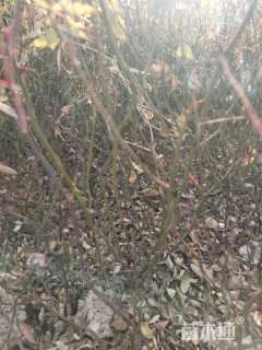 高度40厘米红叶小檗