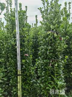 高度180厘米大叶黄杨柱