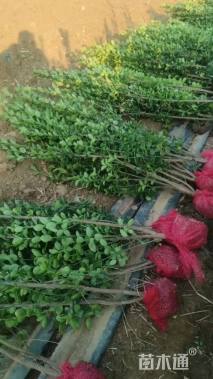 高度90厘米北海道黄杨