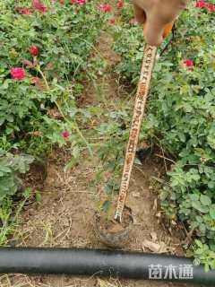 高度50厘米卡罗拉月季