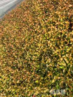 高度15厘米金叶络石