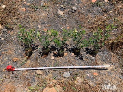 高度20厘米小叶栀子