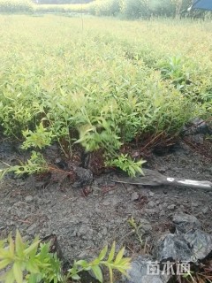 高度25厘米绣线菊