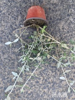 高度40厘米水果兰球