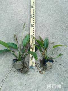 高度25厘米泽泻